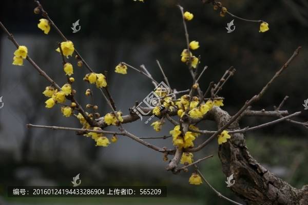 臘梅