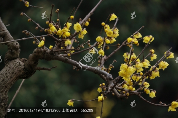 臘梅
