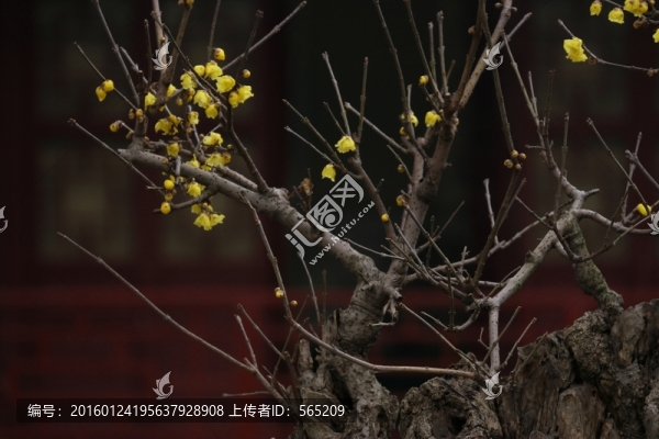 臘梅