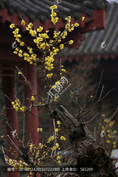 臘梅