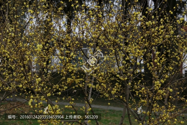 臘梅
