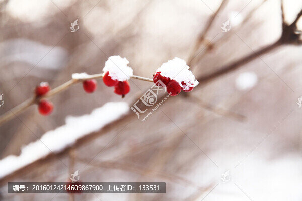 雪景,紅果
