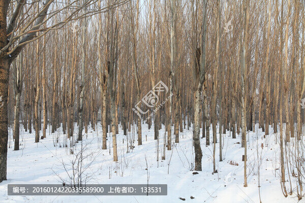 冬季樹林,白雪覆地