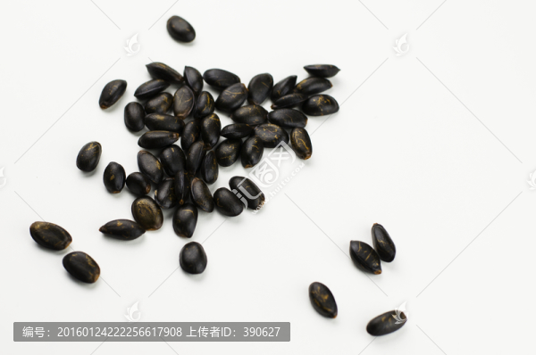 釋迦果果核