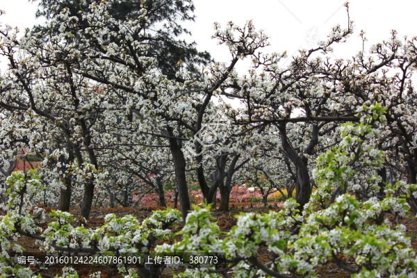 梨花園