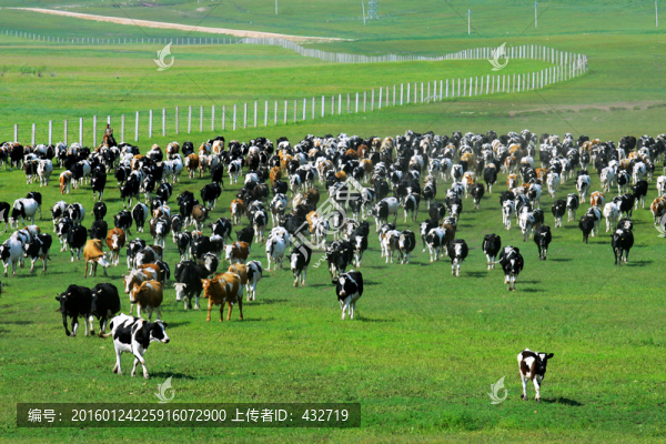 夏季草原大牛群