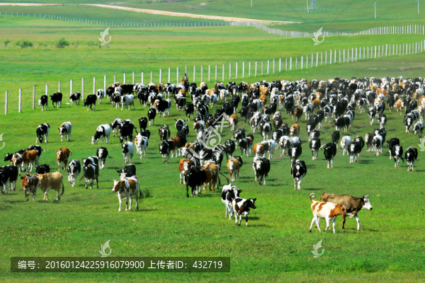 夏季草原牛群