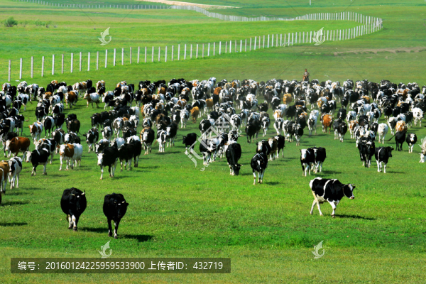夏季草原放牧牛群