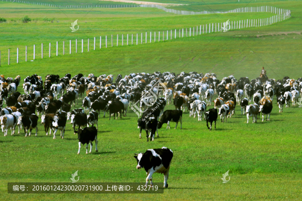 夏季邊境草原牛群放牧