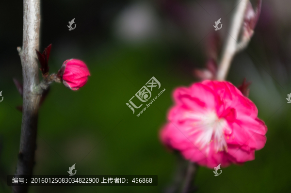 梅花
