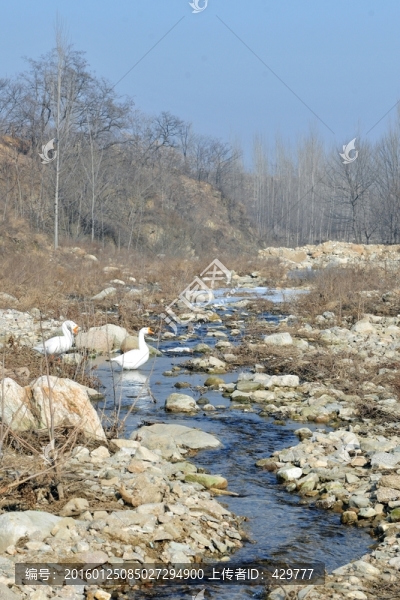 小河,溪水