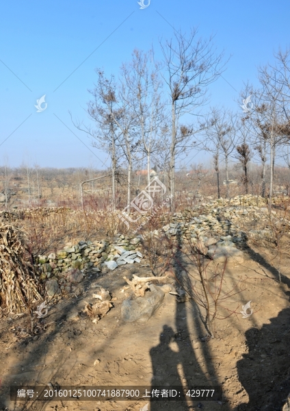 土壤,土地,耕地