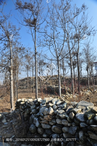 樹林,農(nóng)田