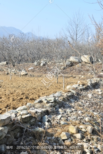 農(nóng)田,耕地