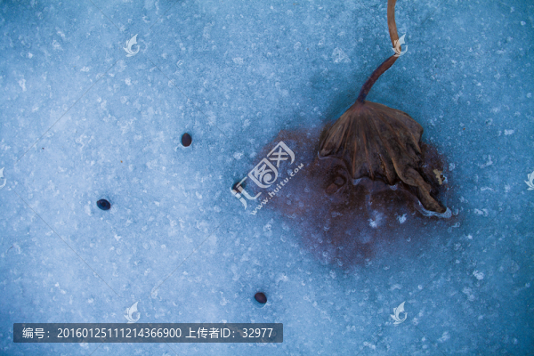 蓮子-匯圖網(wǎng) www.fosd68.com 蓮子