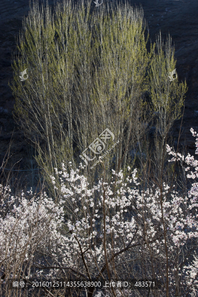 田野