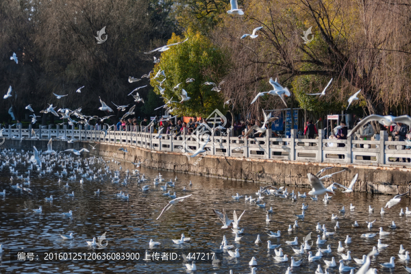 昆明翠湖公園