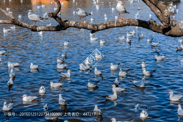昆明翠湖公園