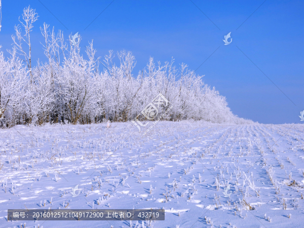 冬季雪原