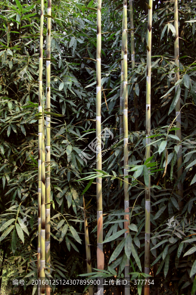 竹林