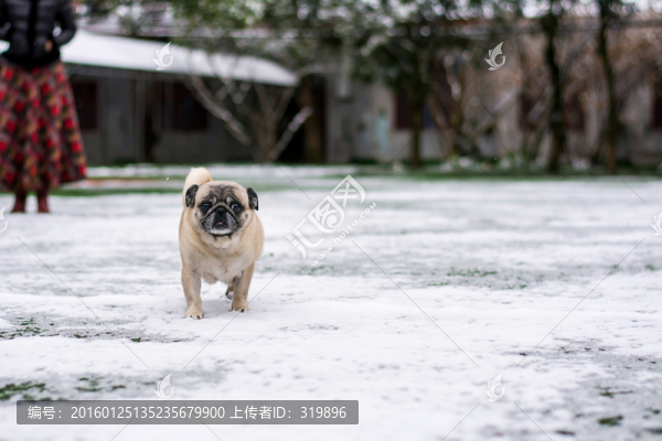 雪地里的巴哥犬