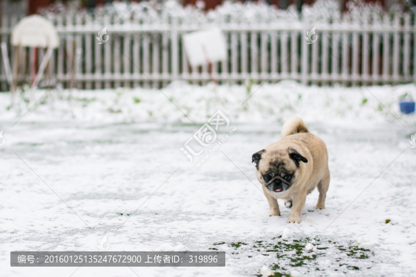 雪地里的巴哥犬