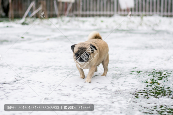 雪地里的巴哥犬