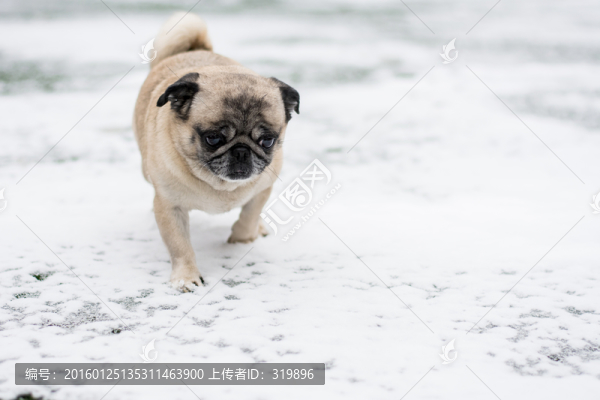 雪地里的巴哥