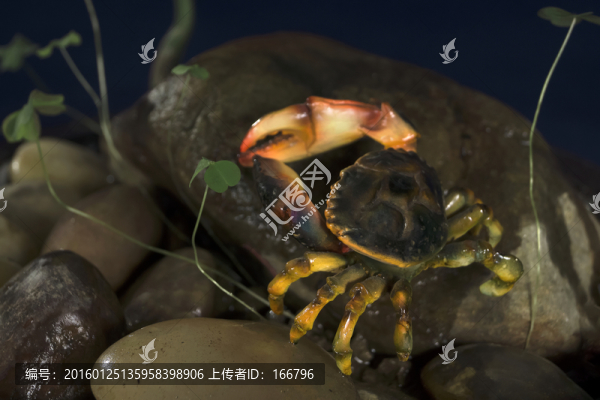 手辦螃蟹