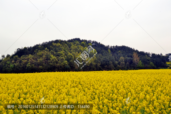 山腳下的油菜花