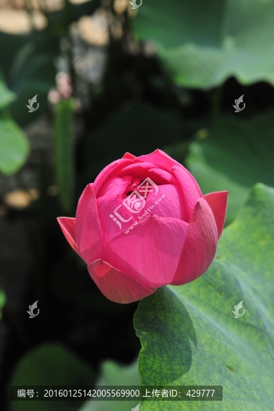 紅荷花