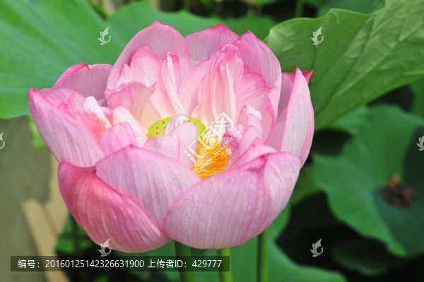 荷花,蓮花,高清荷花