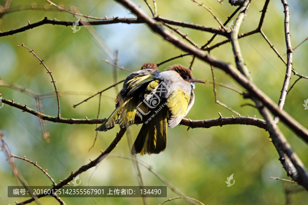小鳥(niǎo)