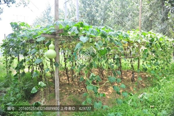 葫蘆架,葫蘆園