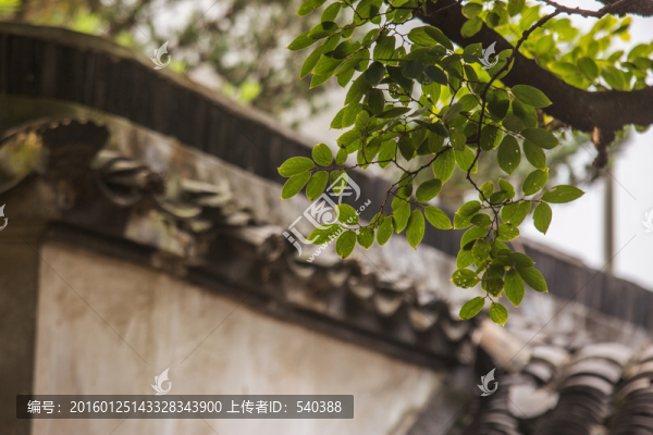 近葉遠(yuǎn)檐皆有情