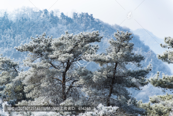 仰天山霧淞,冬,雪,霧淞,霧