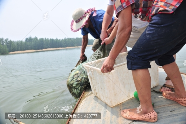 捕魚(yú),收網(wǎng)
