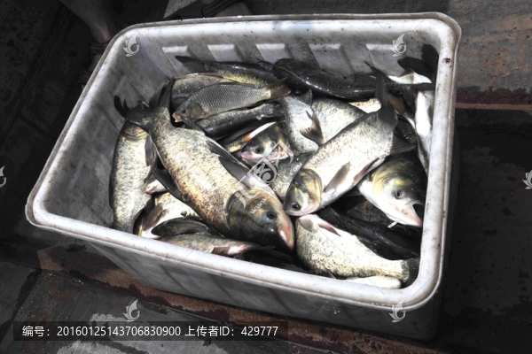魚