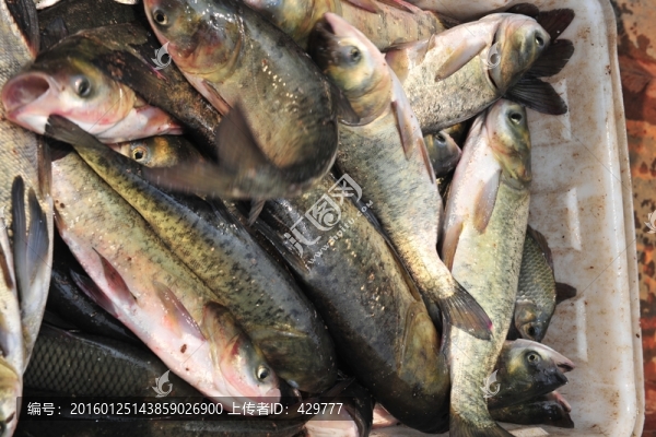 撈魚,捕魚