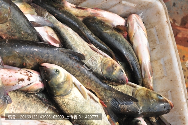 魚,鰱魚