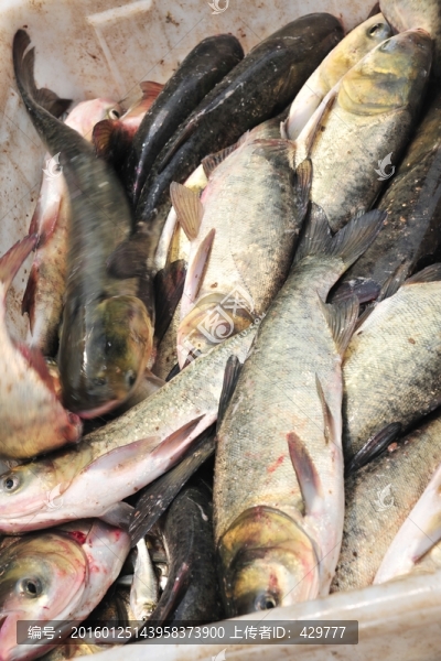 捕魚,魚