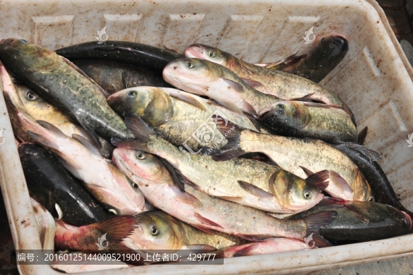 魚