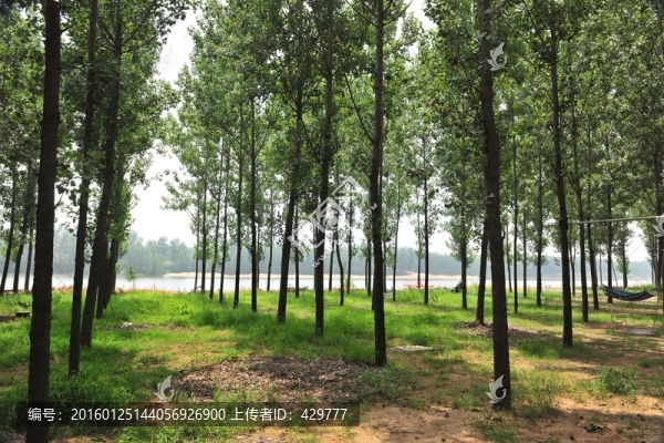 樹林
