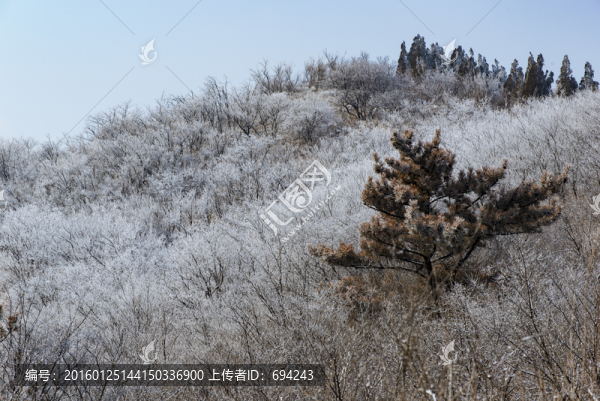 仰天山霧淞,冬,雪,霧淞,霧