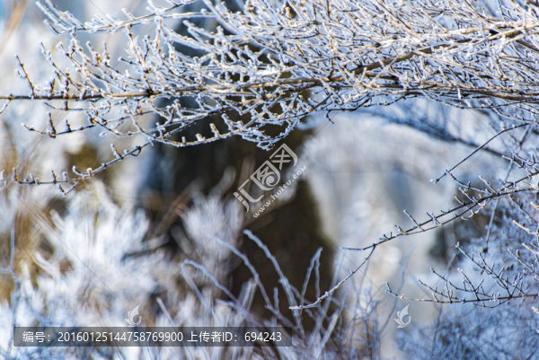 仰天山霧淞,冬,雪,霧淞,霧