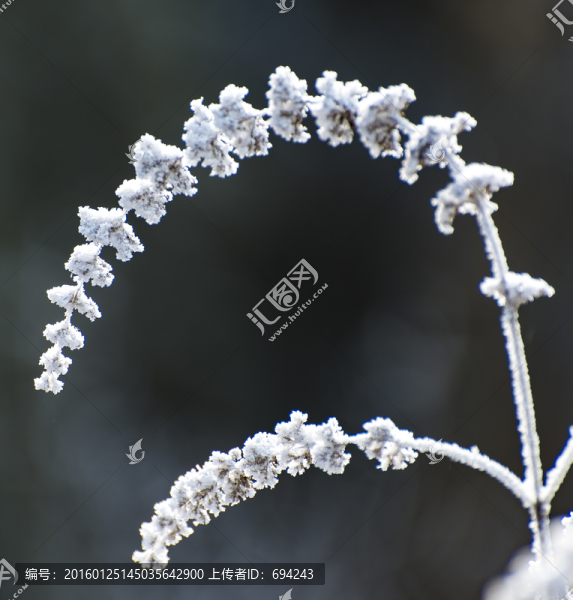 仰天山霧淞,冬,雪,霧淞,霧