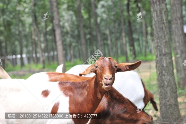 山羊,羊群