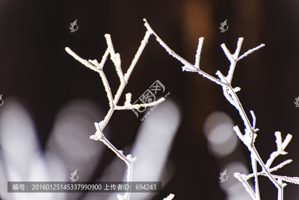 仰天山霧淞,冬,雪,霧淞,霧