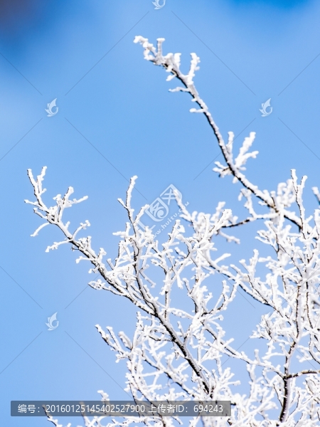 仰天山霧淞,冬,雪,霧淞,霧