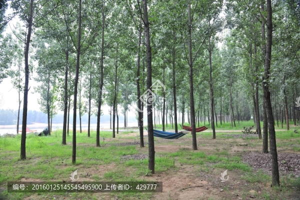 樹林,林場(chǎng),樹木